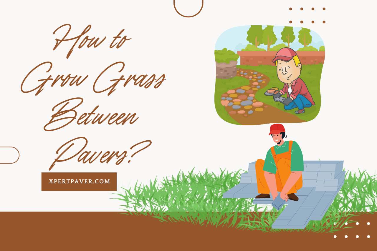 You are currently viewing How to Grow Grass Between Pavers? From Weeds to Greens!